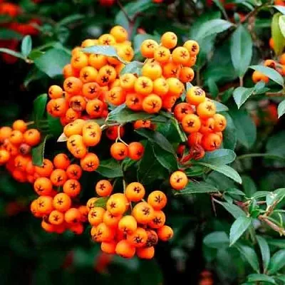 Пираканта ОРАНЖ ГЛОУ  Пираканта ОРАНЖ ГЛОУ в Москве