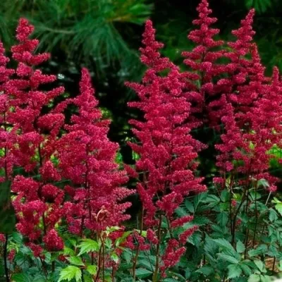 Астильба БУРГУНДИ РЕД Арендса — описание сорта Астильба БУРГУНДИ РЕД Арендса в Москве