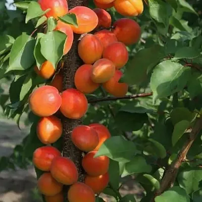 Абрикос ЗВЕЗДНЫЙ колонновидный  Абрикос ЗВЕЗДНЫЙ колонновидный в Москве