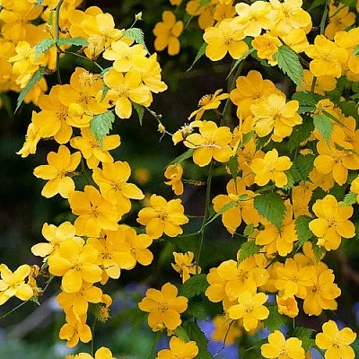 Керрия  Керрия в Москве