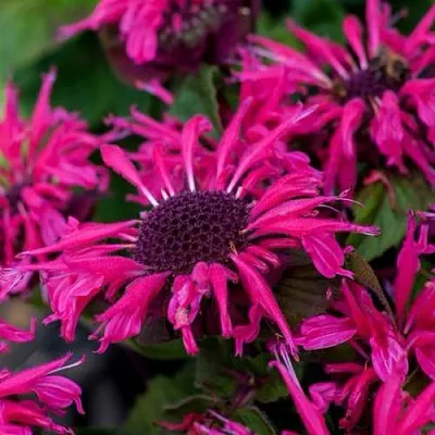 саженцы монарды саженцы монарды