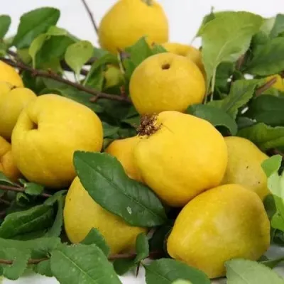 Айва ЯПОНСКАЯ — описание сорта Айва ЯПОНСКАЯ в Москве