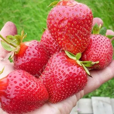 Клубника ЭЛИАНЕ — описание сорта Клубника ЭЛИАНЕ в Москве