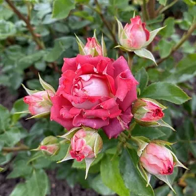 Саженцы роз ТИРАМИСУ спрей  Саженцы роз ТИРАМИСУ спрей в Москве