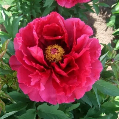 Пион КРАСНЫЙ ГИГАНТ древовидный в Москве