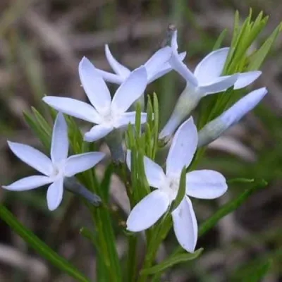 Амсония РЕСНИТЧАТАЯ в Москве