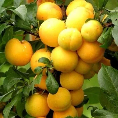 Слива МИРАБЕЛЛА колонновидная  — описание сорта Слива МИРАБЕЛЛА колонновидная  в Москве