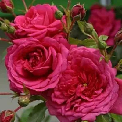 Саженцы роз ЛАГУНА плетистая — описание сорта Саженцы роз ЛАГУНА плетистая в Москве