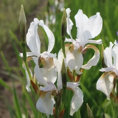 Ирис АЛЬБА сибирский — описание сорта Ирис АЛЬБА сибирский в Москве