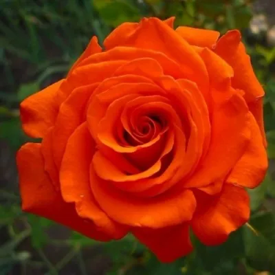 Саженцы роз АНЖЕЛИКА чайно-гибридная в Москве