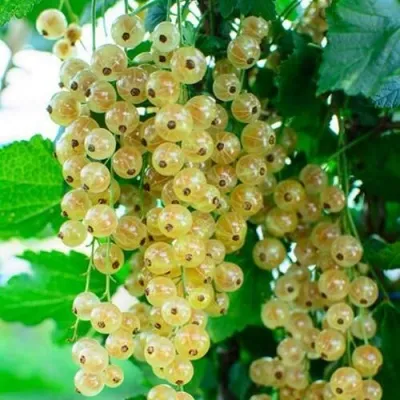 Смородина белая БАЯНА в Москве