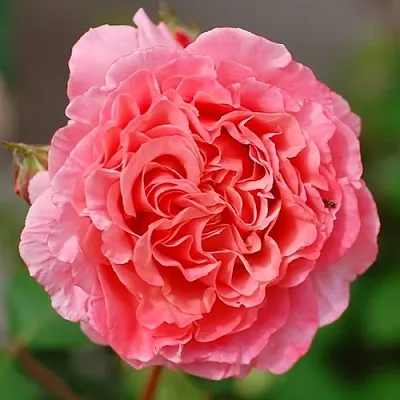 Саженцы роз ЛОРАН КАБРОЛЬ шраб  Саженцы роз ЛОРАН КАБРОЛЬ шраб в Москве