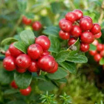 Брусника садовая РУНО БЕЛЯВСКИ — описание сорта Брусника садовая РУНО БЕЛЯВСКИ в Москве