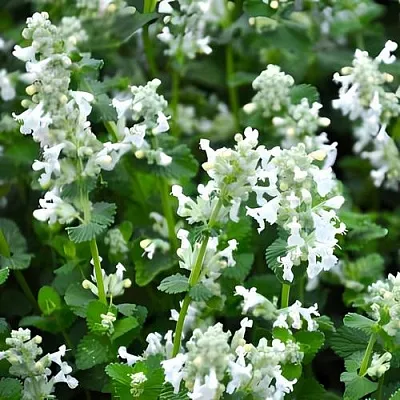 саженцы котовника саженцы котовника