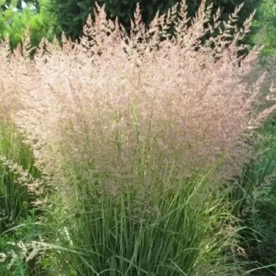 Вейник ОВЕРДАМ остроцветковый — описание сорта Вейник ОВЕРДАМ остроцветковый в Москве