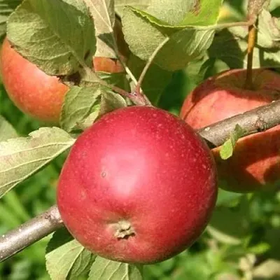 Яблоня ПОСПЕХ — описание сорта Яблоня ПОСПЕХ в Москве