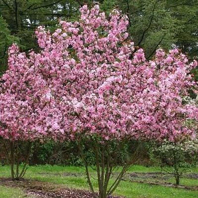 Яблоня РУДОЛЬФ декоративная   Яблоня РУДОЛЬФ декоративная  в Москве