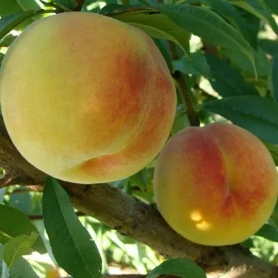 Персик ДОНЕЦКИЙ ЖЕЛТЫЙ в Москве