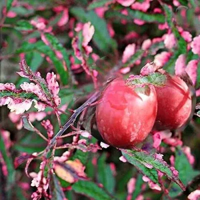 Слива ХЕССЕЙ декоративная  — описание сорта Слива ХЕССЕЙ декоративная  в Москве