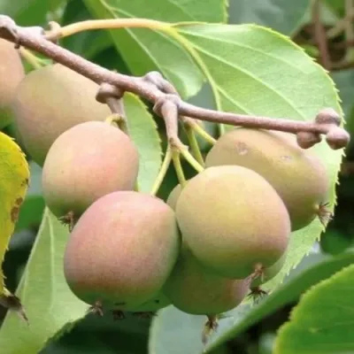 Актинидия ГИБРИДНАЯ КОЛБАСИНОЙ — описание сорта Актинидия ГИБРИДНАЯ КОЛБАСИНОЙ в Москве