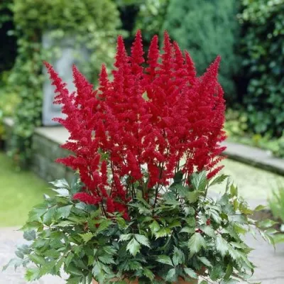 Астильба СПАРТАН Арендса в Москве