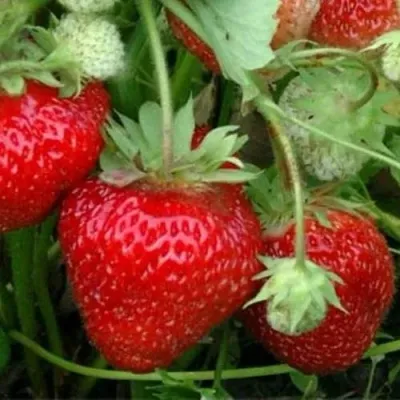 Клубника КОРОНА — описание сорта Клубника КОРОНА в Москве