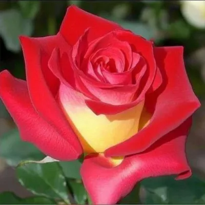 Саженцы роз ФРЕНДШИП чайно-гибридная в Москве