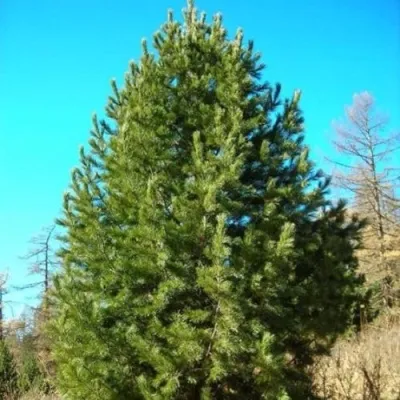 Сосна кедровая сибирская — описание сорта Сосна кедровая сибирская в Москве