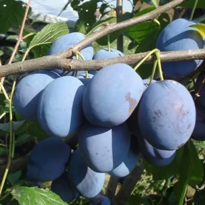 Слива ЧАЧАКСКАЯ РАННЯЯ — описание сорта Слива ЧАЧАКСКАЯ РАННЯЯ в Москве