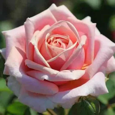 Саженцы роз ФРЕДРИК МИСТРАЛЬ чайно-гибридная — описание сорта Саженцы роз ФРЕДРИК МИСТРАЛЬ чайно-гибридная в Москве