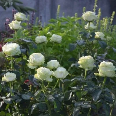 Саженцы роз ВАКАНА японская — описание сорта Саженцы роз ВАКАНА японская в Москве