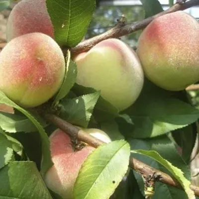 Персик ТУРИСТ — описание сорта Персик ТУРИСТ в Москве