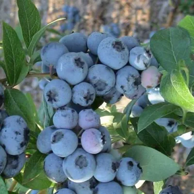 Голубика НОРТЛАНД — описание сорта Голубика НОРТЛАНД в Москве