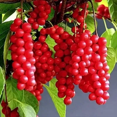 Лимонник САДОВЫЙ 1 китайский  в Москве