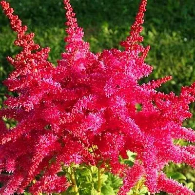 Астильба ЮНИК КАРМИН гибридная  Астильба ЮНИК КАРМИН гибридная в Москве