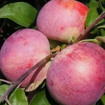 Яблоня БЕЛОРУССКОЕ МАЛИНОВОЕ — описание сорта Яблоня БЕЛОРУССКОЕ МАЛИНОВОЕ в Москве