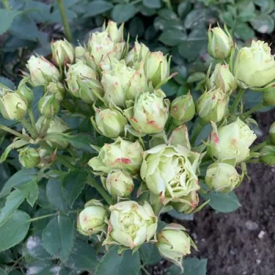 Саженцы роз ЛУВИАНА спрей — описание сорта Саженцы роз ЛУВИАНА спрей в Москве