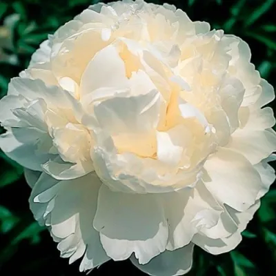 Пион МУН ОВЕР БАРРИНГТОН травянистый — описание сорта Пион МУН ОВЕР БАРРИНГТОН травянистый в Москве