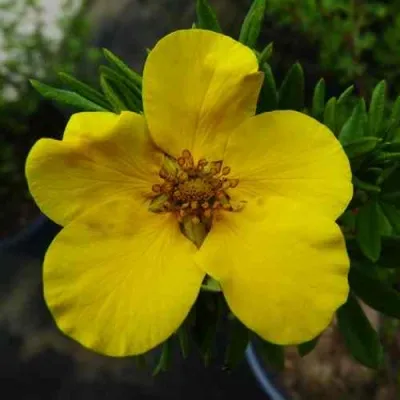 Лапчатка ГОЛДФИНГЕР кустарниковая — описание сорта Лапчатка ГОЛДФИНГЕР кустарниковая в Москве