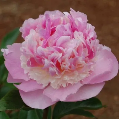 Пион ЭНДЖЕЛ ЧИКС травянистый — описание сорта Пион ЭНДЖЕЛ ЧИКС травянистый в Москве