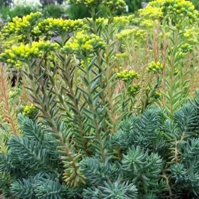 Очиток (седум) отогнутый в Москве