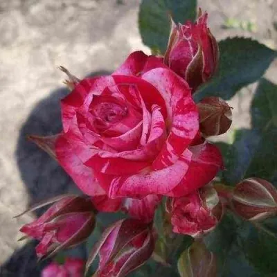 Саженцы роз ФАЙЕР ВОРКС миниатюрная — описание сорта Саженцы роз ФАЙЕР ВОРКС миниатюрная в Москве