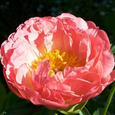 Пион КОРАЛ БИЧ травянистый — описание сорта Пион КОРАЛ БИЧ травянистый в Москве