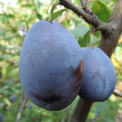 Слива АМЕРС  Слива АМЕРС в Москве