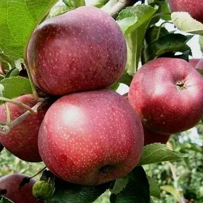 Яблоня ФЛОРИНА  Яблоня ФЛОРИНА в Москве