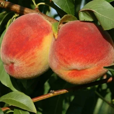 Персик МАРИЯ — описание сорта Персик МАРИЯ в Москве