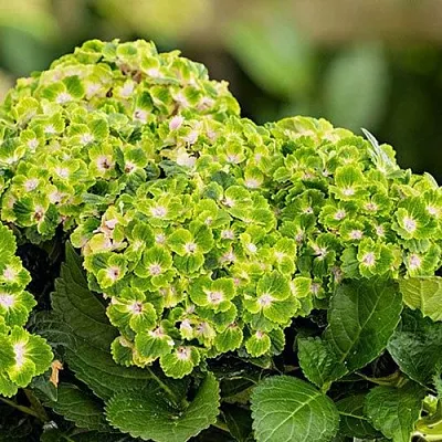 саженцы гортензии саженцы гортензии