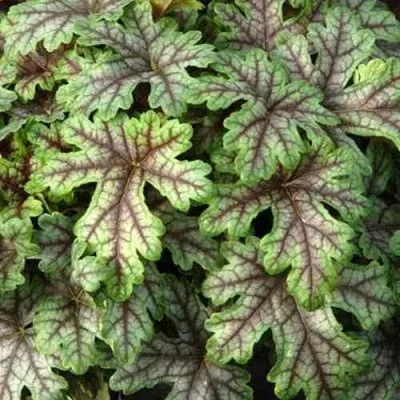 Гейхера ТАПЕСТРИ — описание сорта Гейхера ТАПЕСТРИ в Москве