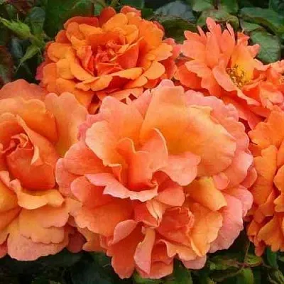 Саженцы роз БРИДЖ ОФ САЙЗ плетистая  Саженцы роз БРИДЖ ОФ САЙЗ плетистая в Москве