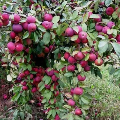 Яблоня ФЛОРИНА в Москве